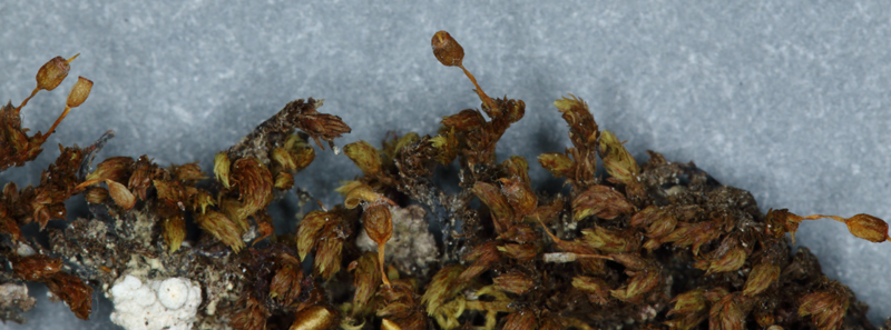 Drummondia prorepens